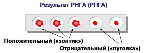 Оценка результата РНГА