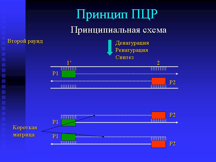 Принцип ПЦР для определения сифилиса